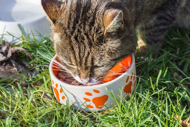 猫 の 餌 の 量 カップ