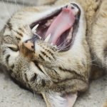 猫のあくびがくさい！口のニオイを消す方法とその理由とは？