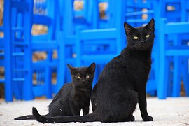 黒猫1