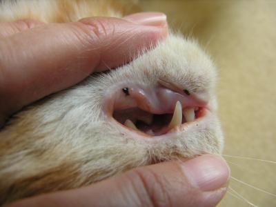 猫口の中 できもの 画像 – 猫 口内炎 治し方 – NSMM
