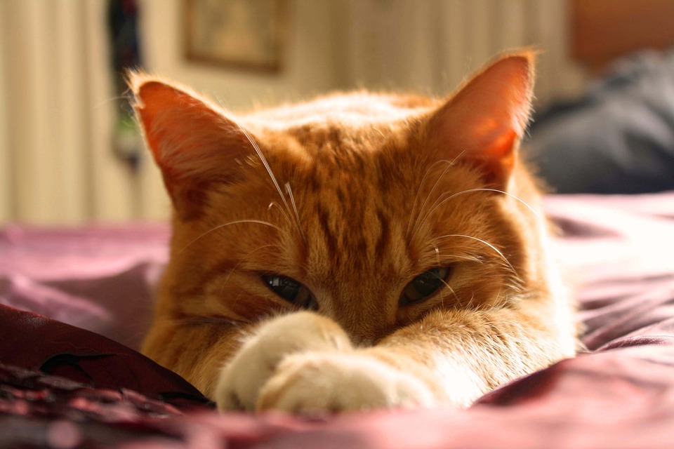 猫から出る臭い汁は病気のサイン 原因と対策を解説