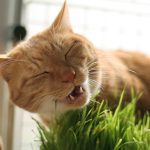 猫草を食べ過ぎで吐く時の対策とは？健康に害はないの？