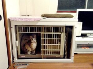 猫の鳴き声が夜になるとうるさい 飼い主がすべき対策は にゃんたんとあそぼ