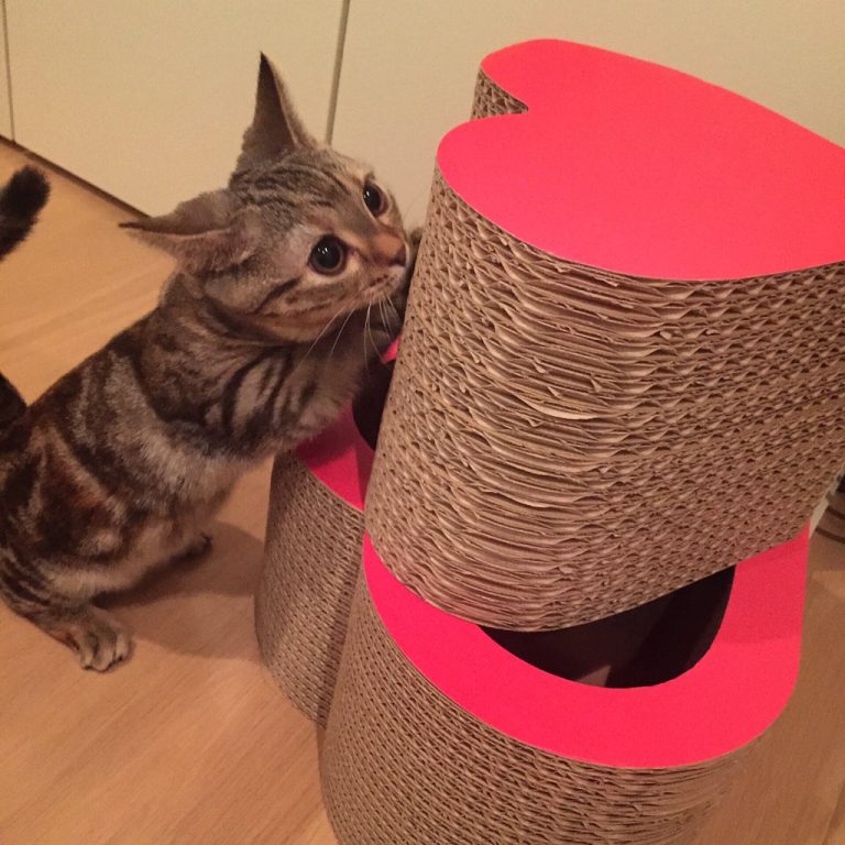 猫がしっぽを振る5つの気持ちとは?【完全版】 猫がしっぽを振る5つの気持ちとは?【完全版】