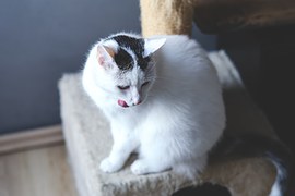 猫の柄　シロクロトビ5