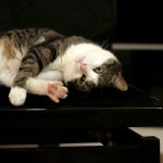 猫の夜泣きに効く薬はある？レメディって本当に効果あるの？