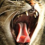 猫の口臭が生臭い！考えられる3つの原因とその対策とは？