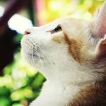 白血病の猫も寿命まで生きることは出来る？発症からの余命は？