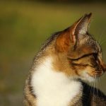 猫の耳ダニの治療期間はどれくらい？自然治癒はしないの？