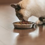 猫が餌を吐く原因とは？5つの対策を紹介！