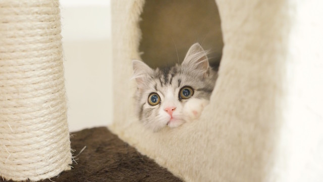 猫のトイレの場所を変える時の注意点 おすすめの位置は