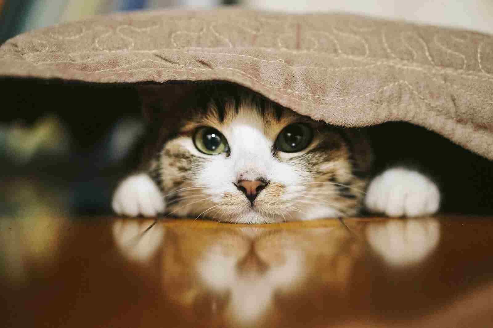猫が ふみふみ しながら毛布を噛む 原因は何