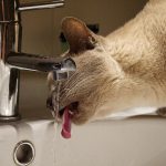 猫が水を飲まない！何日だったら大丈夫？原因はなに？