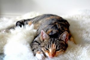 猫が白い泡を吐いた場合の対処法