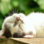猫がいびきをかくのは病気の可能性が！判断する4つの項目