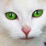 猫の瞬膜が赤いのは病気？原因と治療法を紹介