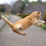 猫はどれくらいの高さまでジャンプできるの？着地に失敗しない理由は？