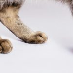 猫の後ろ足が痙攣してる！原因と病気の可能性について解説