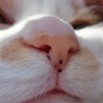 猫の呼吸がブーブー鳴るのは鼻づまり？原因と対処法についても