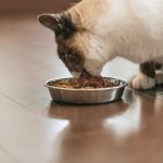 猫がドライフードを食べない！効果的な3つの対処法を紹介
