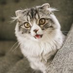 猫の瞳孔が開いたまま！原因と病気の可能性について解説