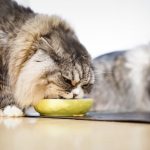 猫が吐くのは食べ過ぎ！フードの与え方を変えれば治るの？