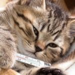 猫が予防接種後にぐったりしてるのは副作用？病院に行くタイミングを解説
