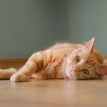 猫のフローリング対策とは？効果的な対処法5つを紹介！