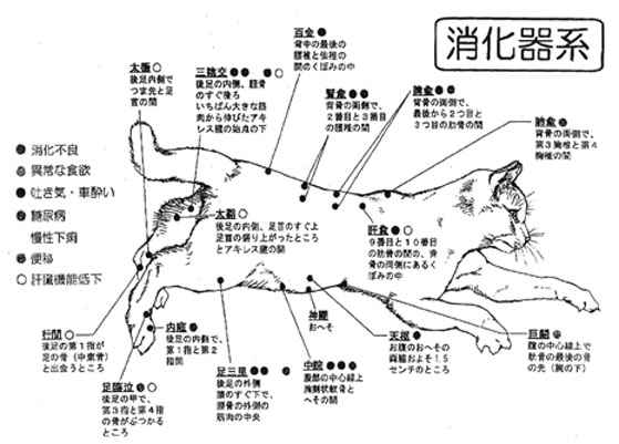 猫のツボ押しは効果あり？コツと3つの注意点について解説