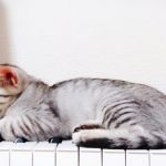 猫はピアノが好き？理由と演奏にうっとりする猫動画も紹介