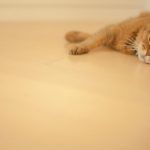 猫が床を舐める！ストレスや認知症が理由って本当？