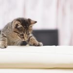猫がソファで爪とぎをする！理由と効果的な5つの対策